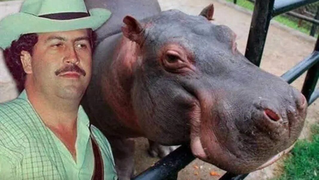 Hipopótamo en el río Magdalena, Colombia, descendiente de los introducidos por Pablo Escobar