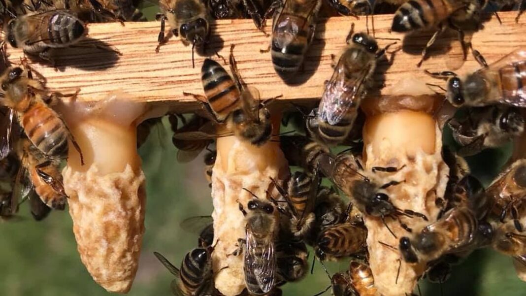 Vivienda en Roldán afectada por una colmena de abejas en una de sus paredes.