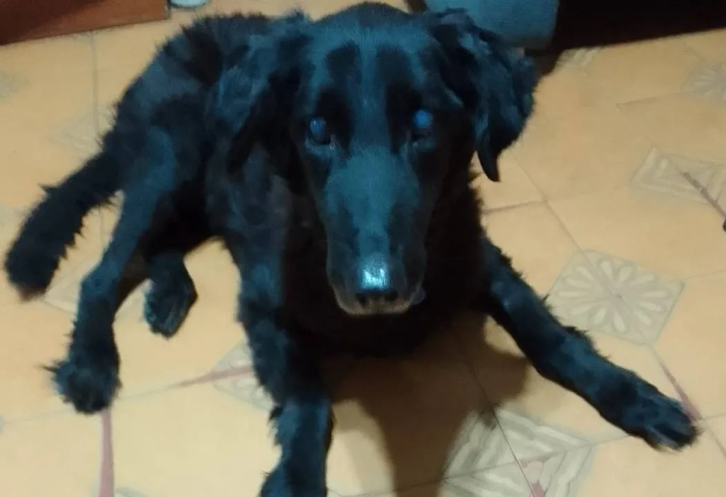 Perro Negro siendo atendido por veterinarios en el Hospital Animal Municipal de Santa Fe