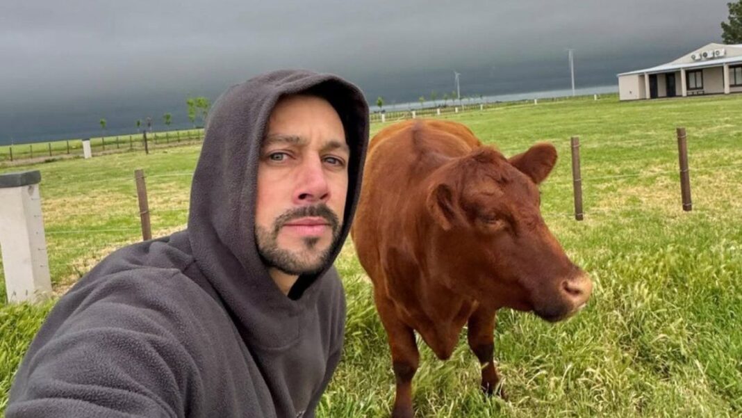 Ganado vacuno en un campo de la provincia de Santa Fe.