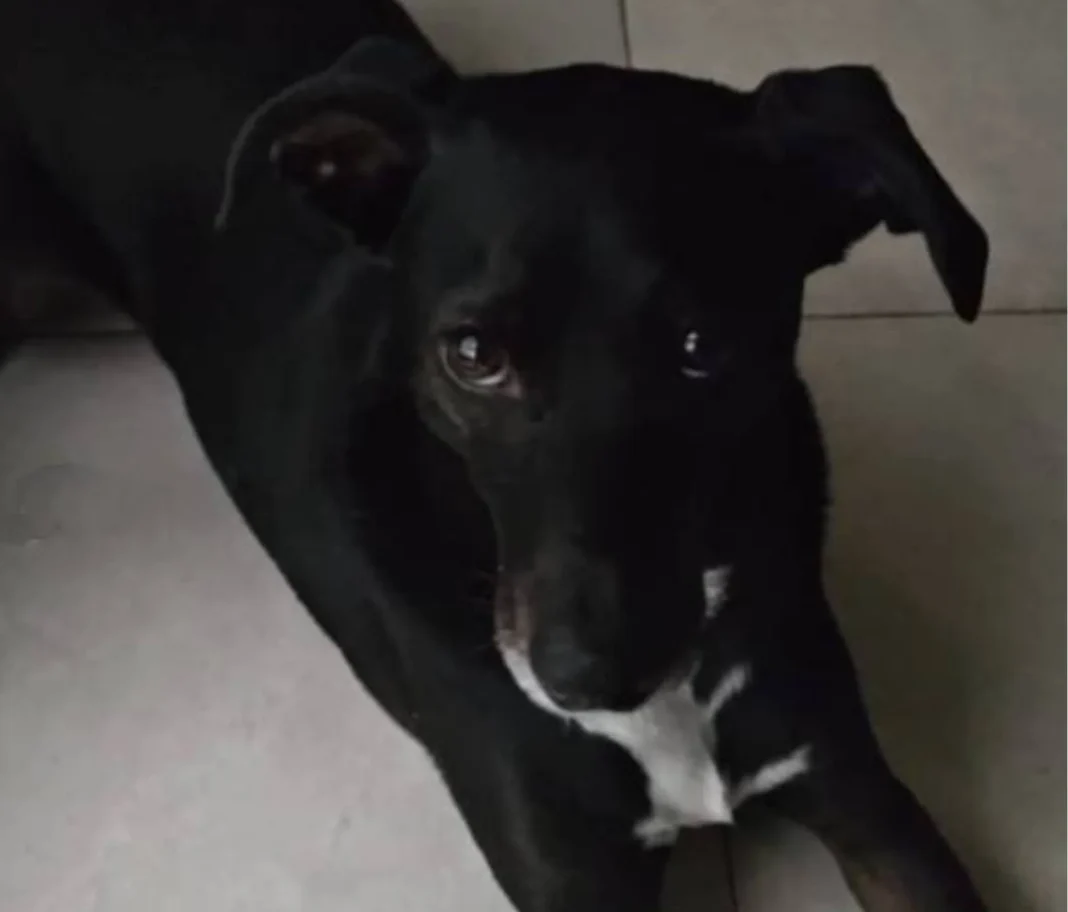 Perro Lolo bajo resguardo judicial en Santa Fe