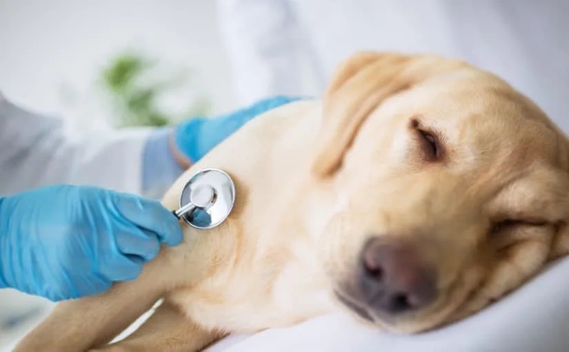 Persona sosteniendo a un perro enfermo en una clínica veterinaria