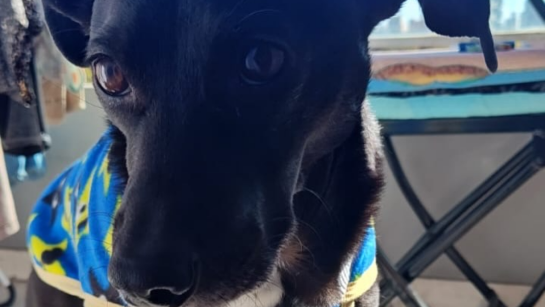 Perro Lolo en hogar de tránsito de Rosario
