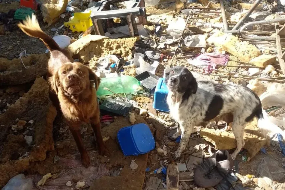 Perros rescatados por la Municipalidad de Rosario