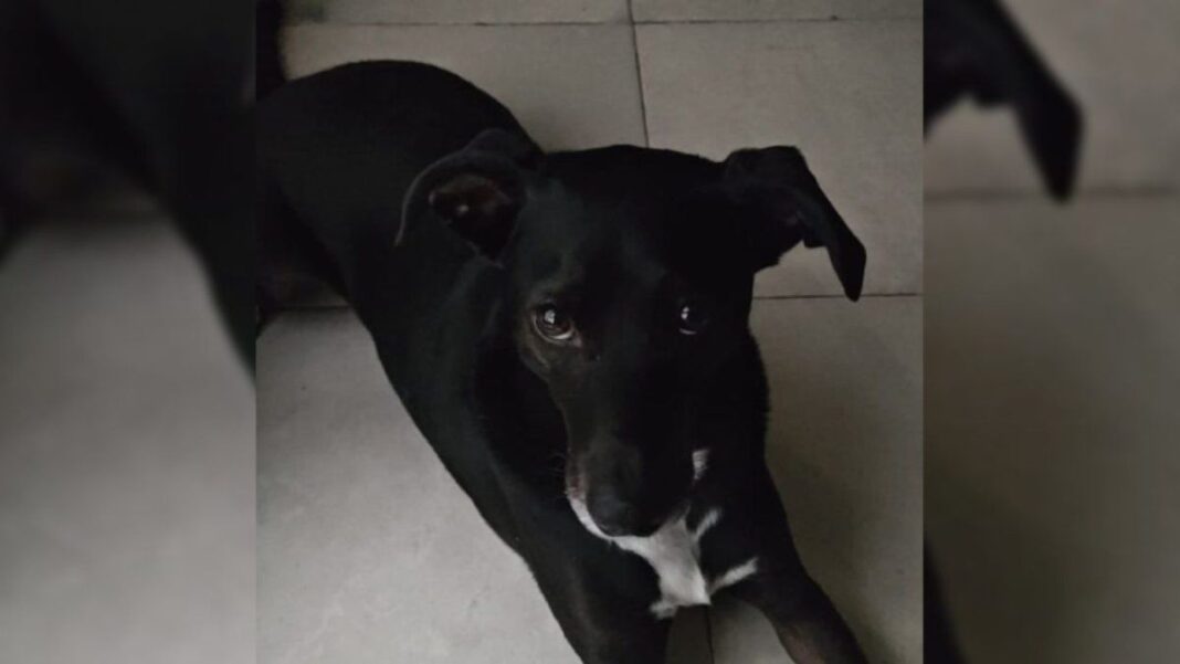 Perro de raza pequeña de color marrón y blanco, sentado en una superficie de césped, con collar azul y correa
