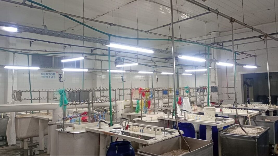 Trabajadores del frigorífico Euro en Villa Gobernador Gálvez reacondicionan mercadería