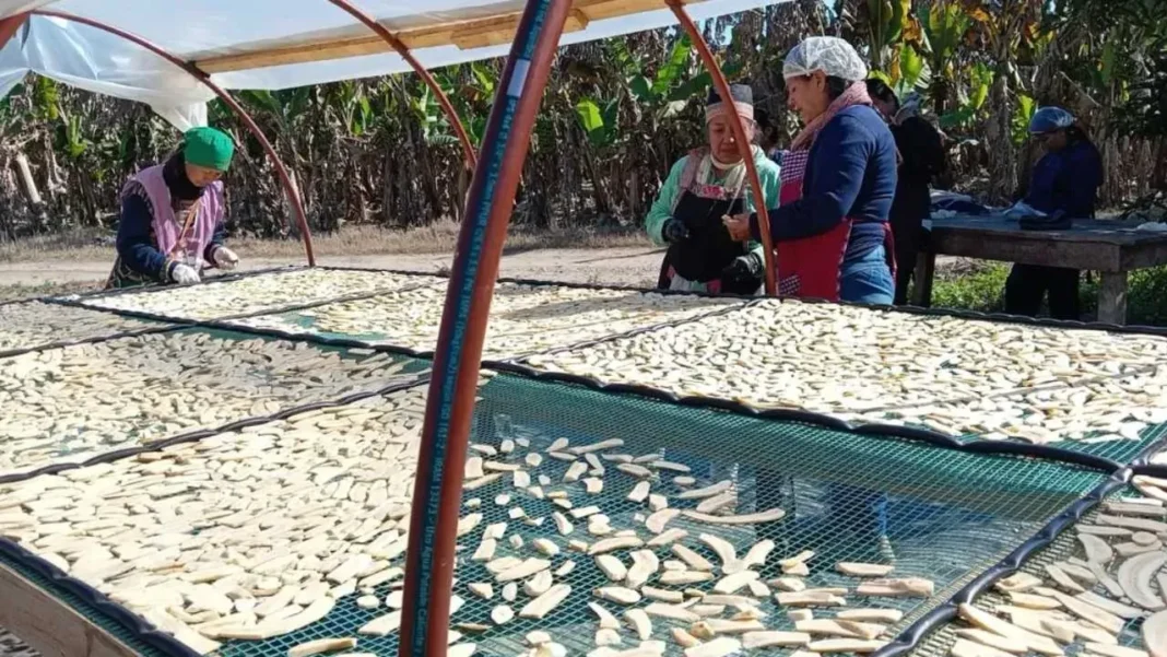 Harina de banana producida por la comunidad Tupí Guaraní en Salta