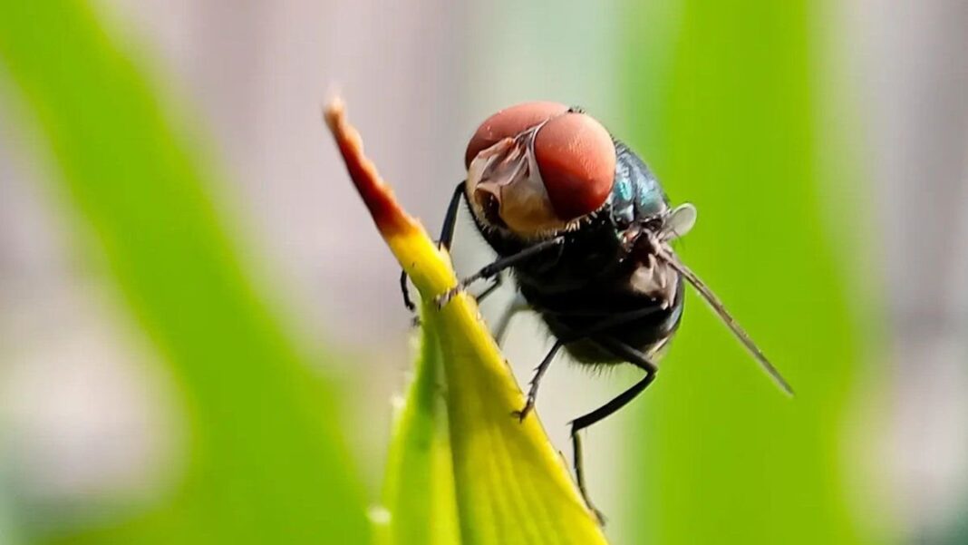 Gusano barrenador del Nuevo Mundo en una herida de ganado