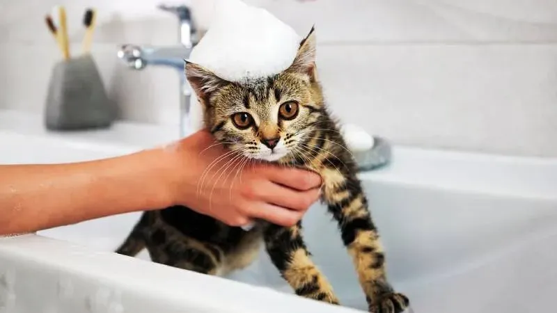 Gato siendo bañado con cuidado por una persona