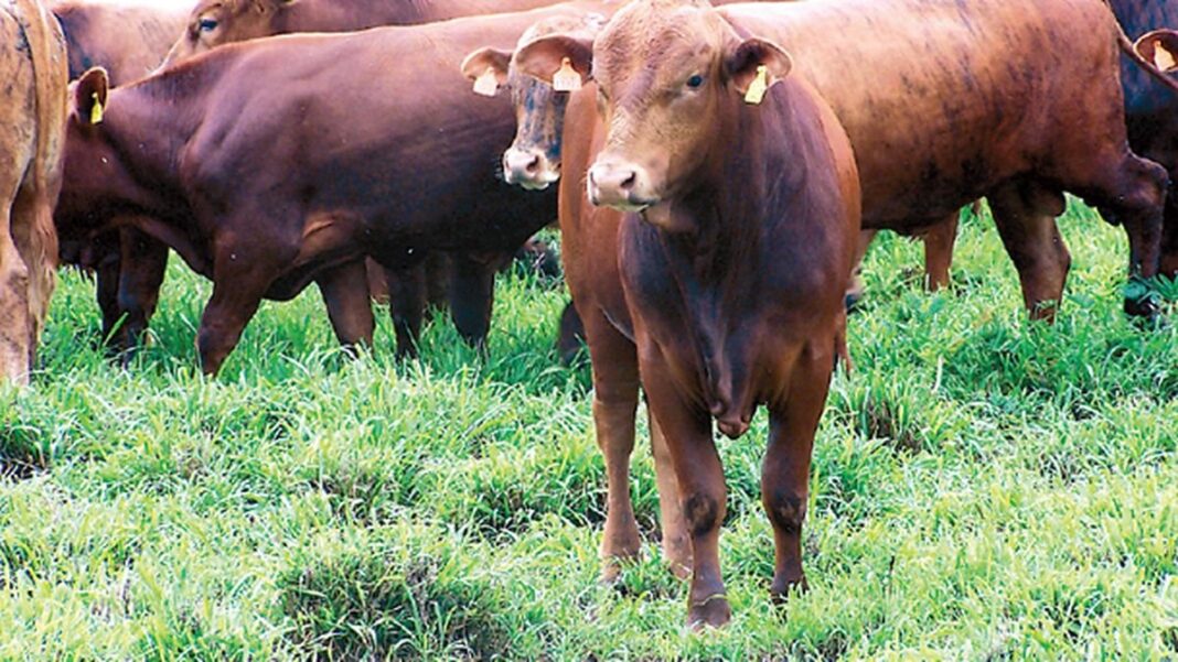 Campo agropecuario en Santa Fe con certificación de sostenibilidad