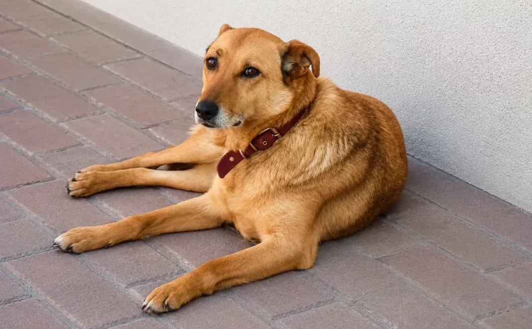 Perro junto a una persona en un refugio de animales