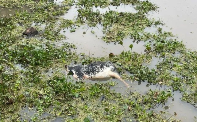 Vaca muerta flotando en el agua frente a un shopping en Santa Fe
