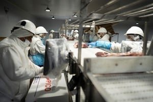 Gráfico de exportaciones de carne bovina argentina en 2026
