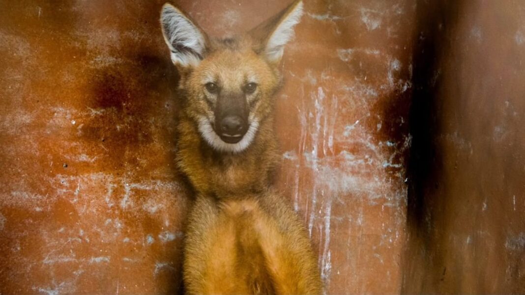 Aguará guazú rescatado en Puerto General San Martín en operativo de fauna silvestre