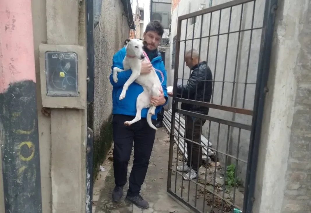 Perra rescatada por Protección Animal en Rosario
