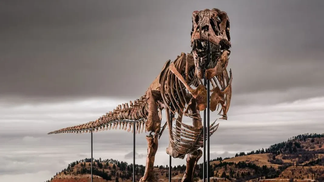 Esqueleto de Tiranosaurio rex llamado Gus montado en postura depredadora sobre estructura de acero