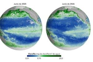 Imagen satelital comparativa de concentración de clorofila en el Pacífico durante El Niño