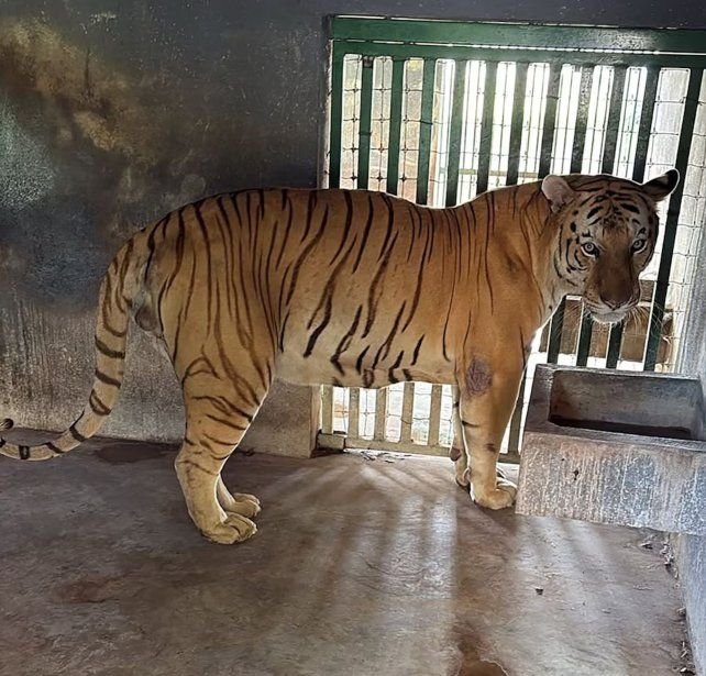 Animales exóticos incautados en Tamaulipas durante operativo contra el Cártel del Golfo