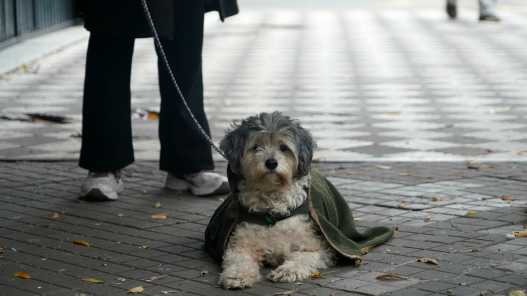 Personas caminando por una calle de Rosario con abrigo durante una mañana fría