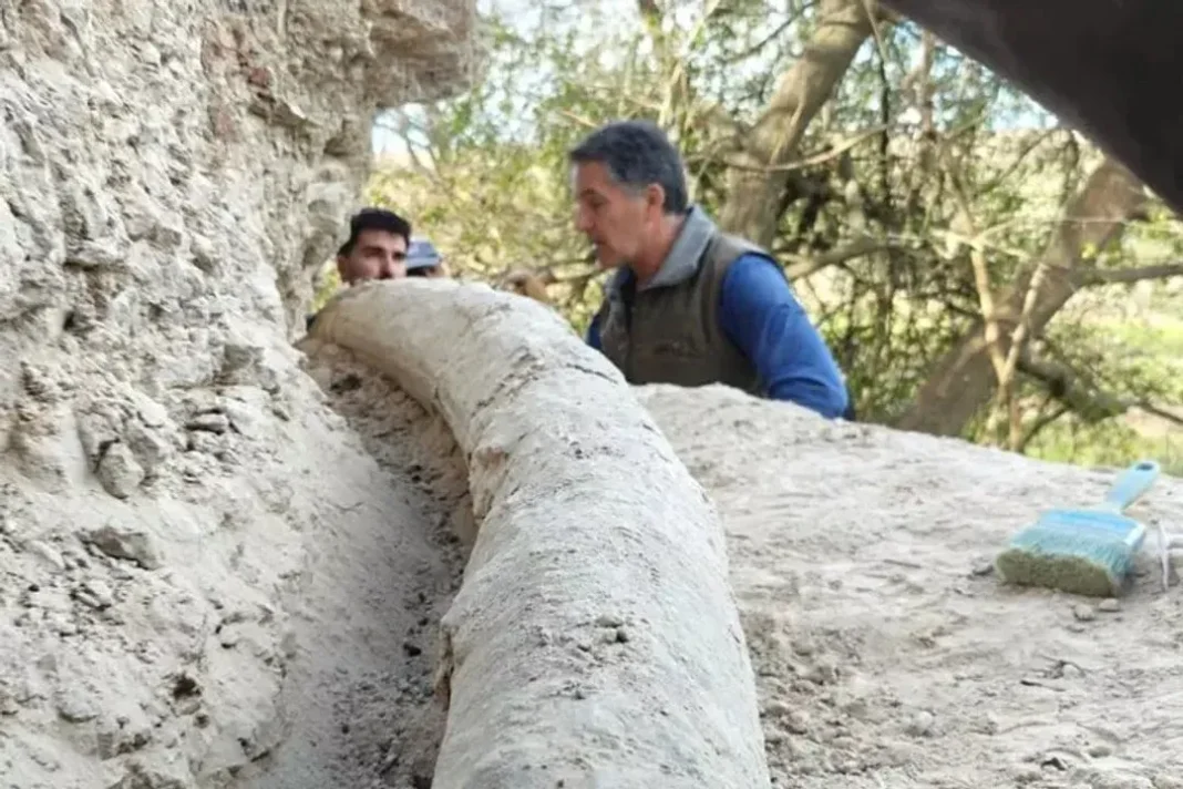 Colmillo completo de mastodonte de 2,34 metros hallado en San Pedro, Buenos Aires