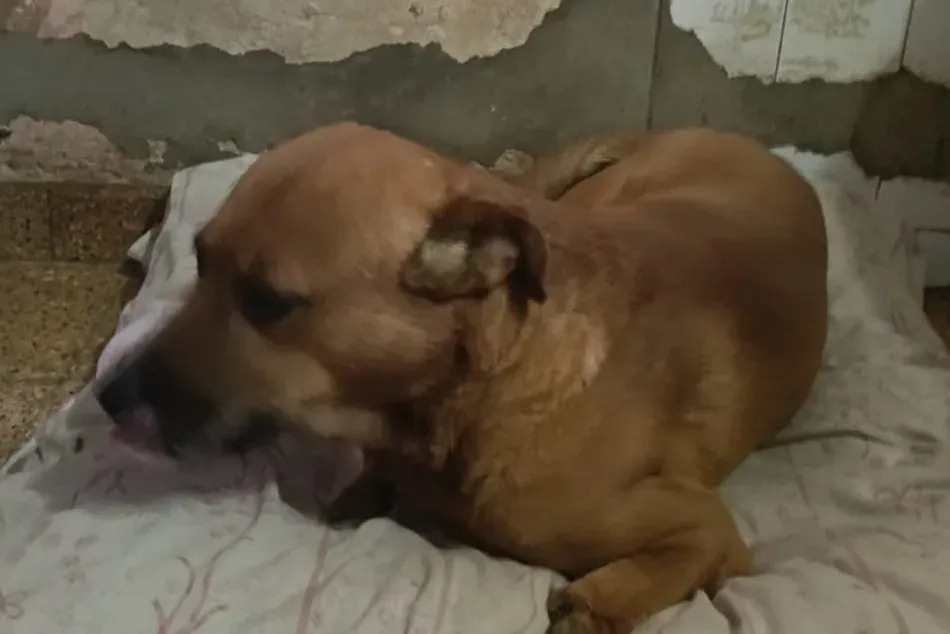 Perro rescatado en Rosario con dos patas delanteras amputadas