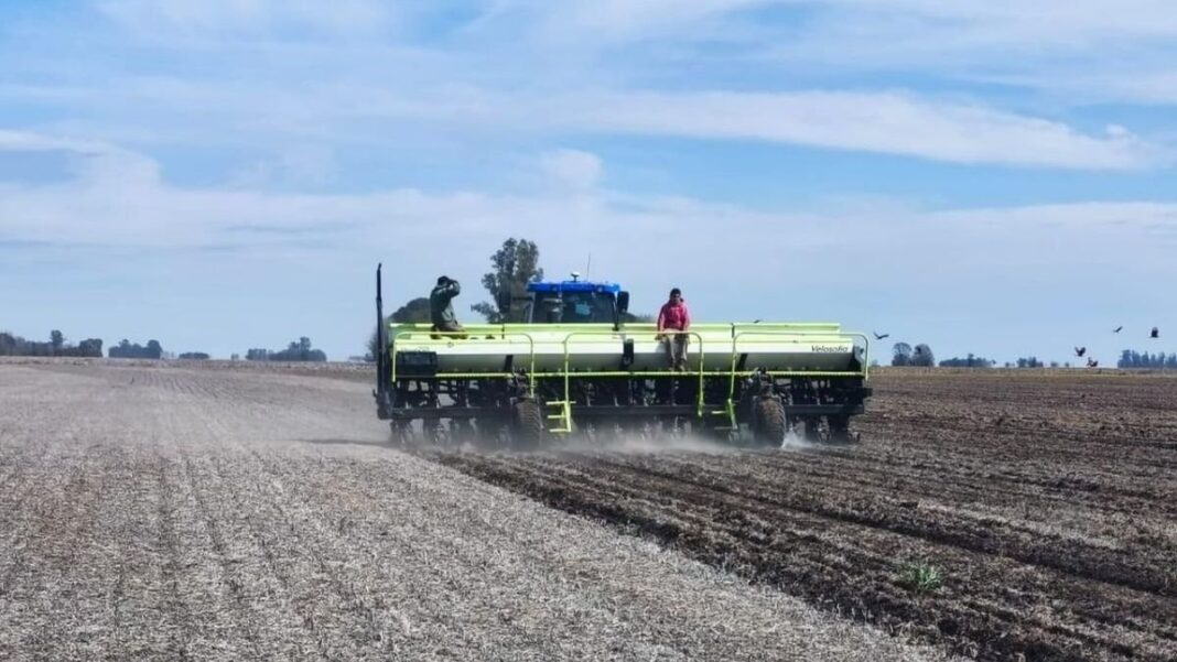 Siembra de maíz en campo argentino