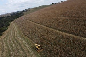 Cosecha de maíz en un campo de la provincia de Santa Fe