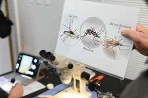 Mosquito Aedes aegypti, vector del dengue