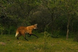 Aguará guazú siendo liberado en una zona rural del departamento San Cristóbal