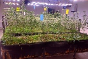 Procedimiento policial en Malabrigo por cultivo y fraccionamiento de cannabis