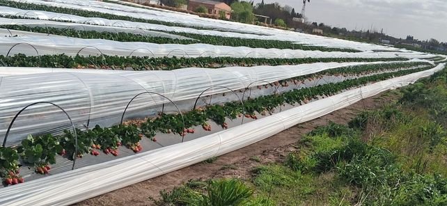 Plantación de frutillas en Pergamino