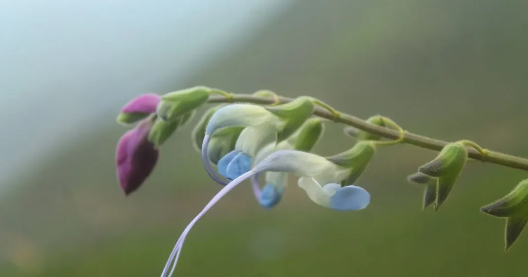 Ilustración de la planta Salvia Messi con flores celestes y blancas